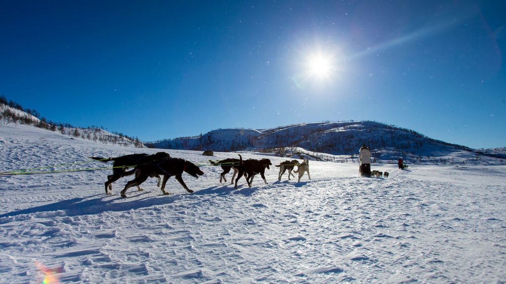 Haukeli husky hundespann